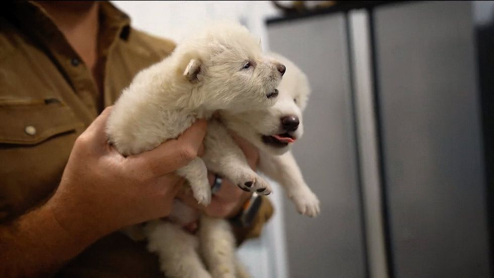 Dire wolf pups