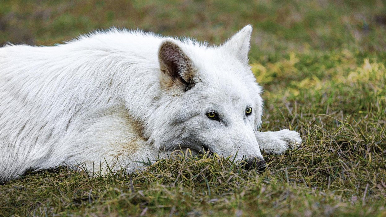 Dire wolf