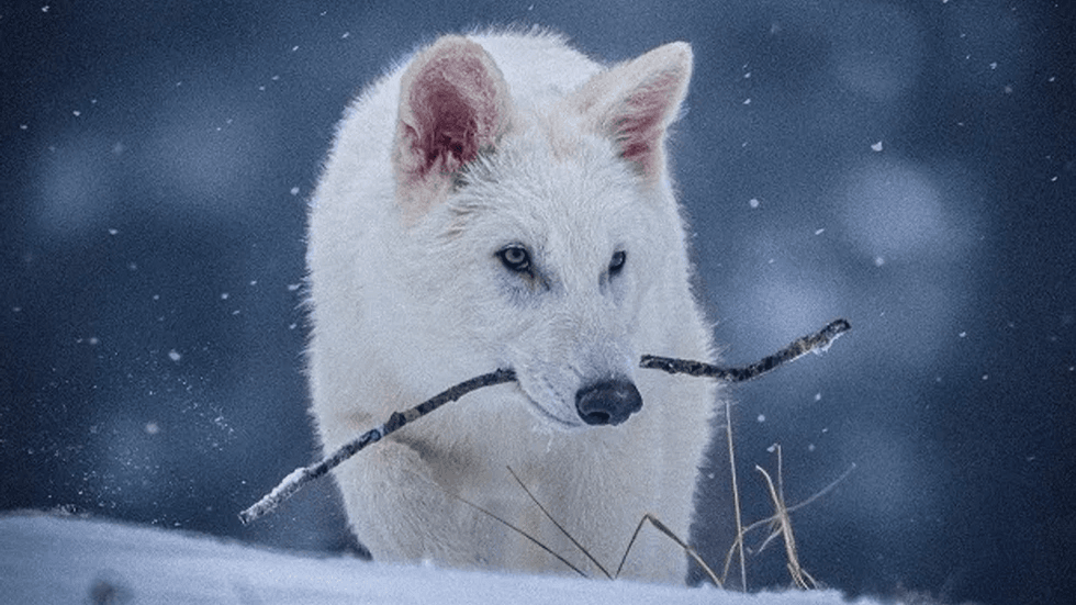 Dire wolf