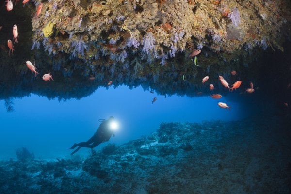 Diver in Maldives