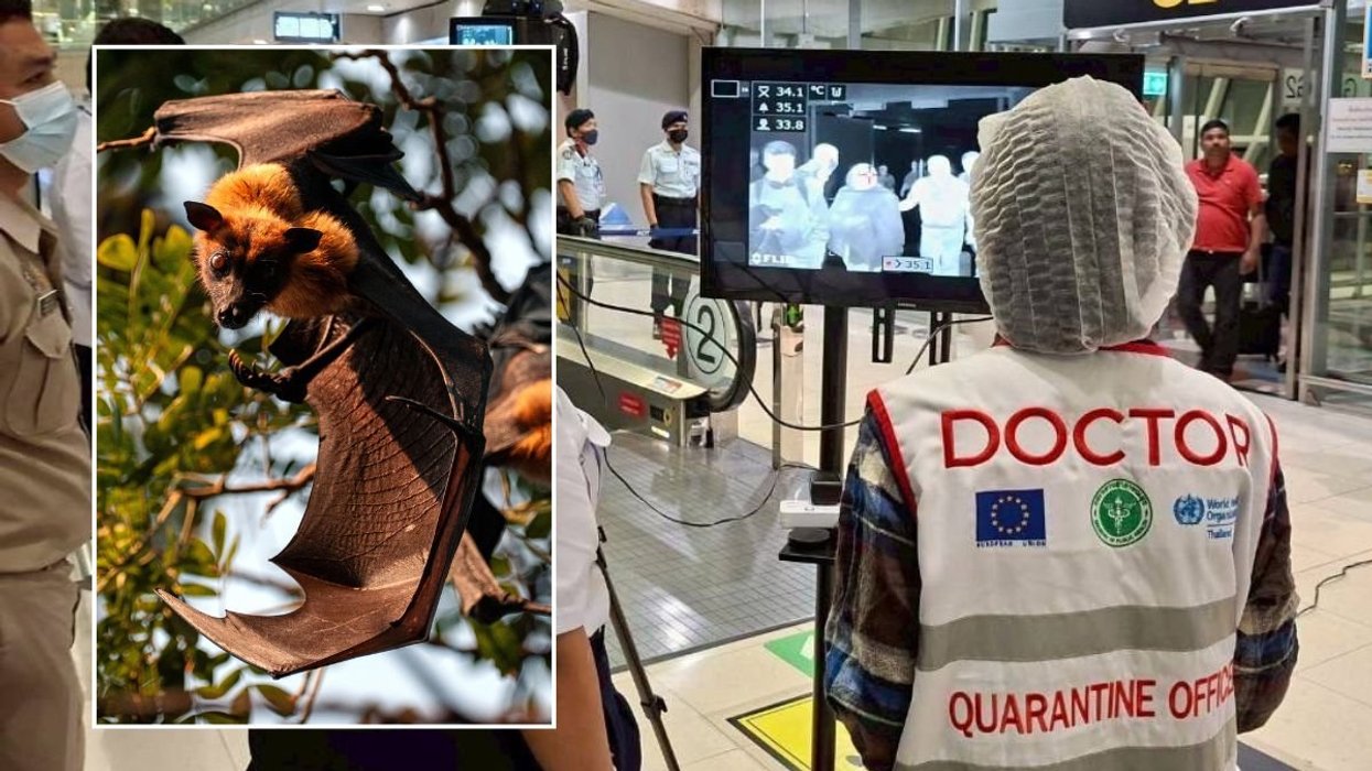 DOCTORS AND BATS IN TREE