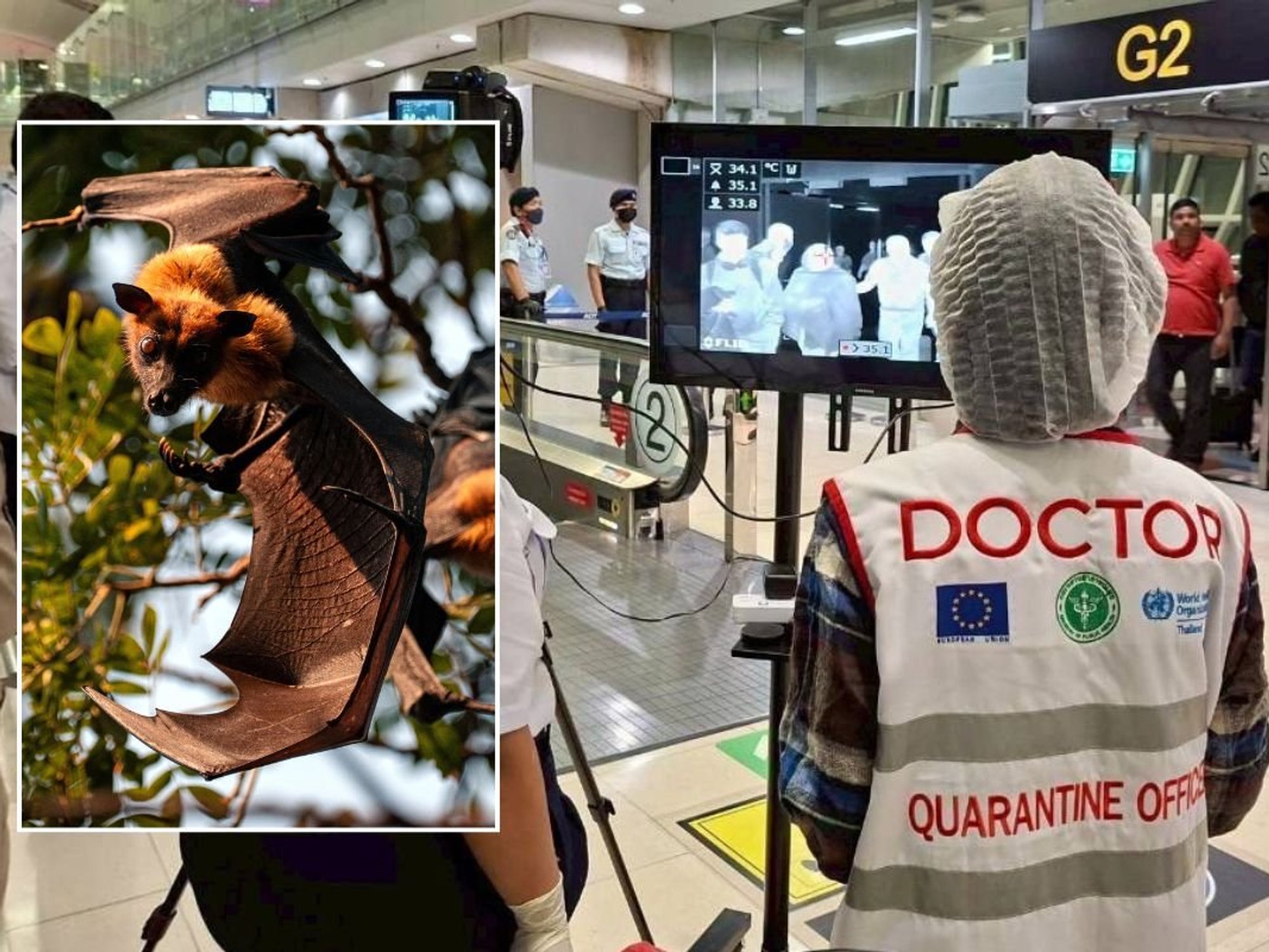 DOCTORS AND BATS IN TREE