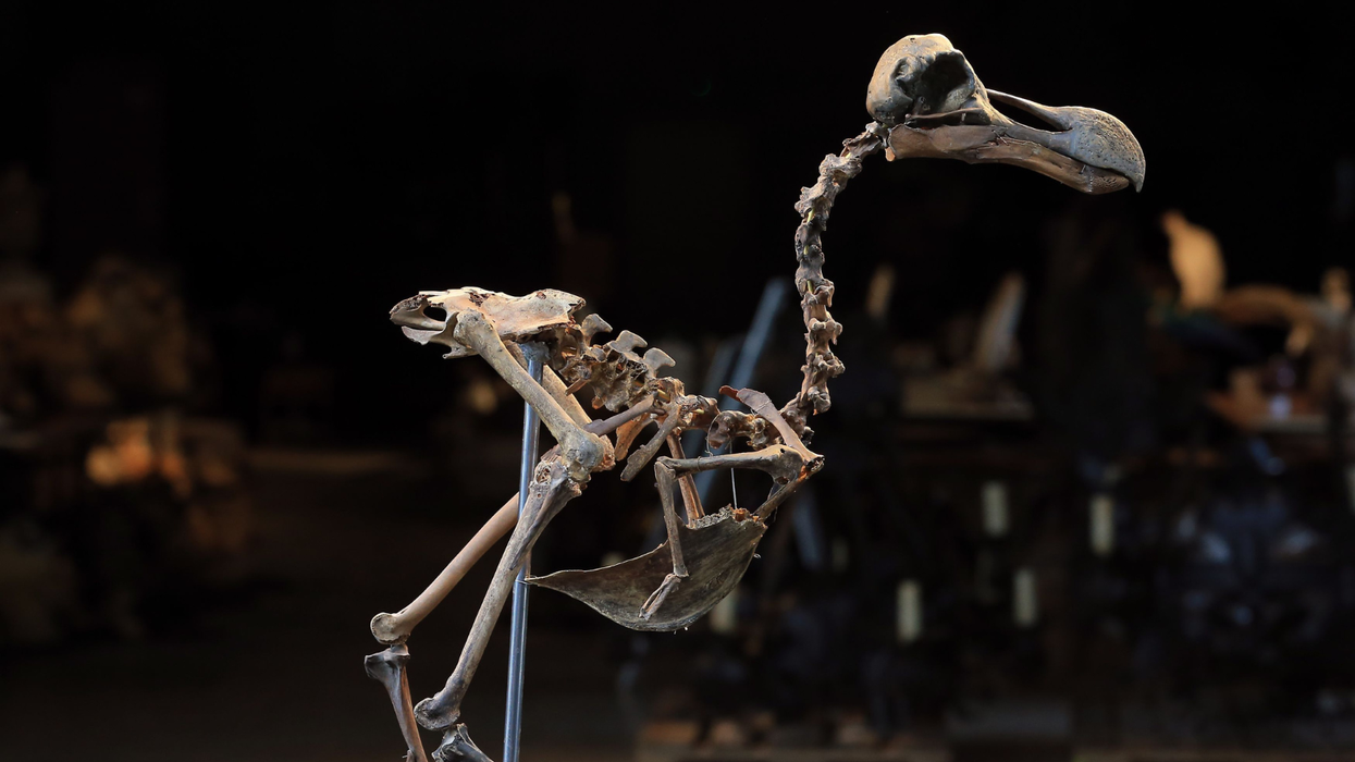 Dodo skeleton