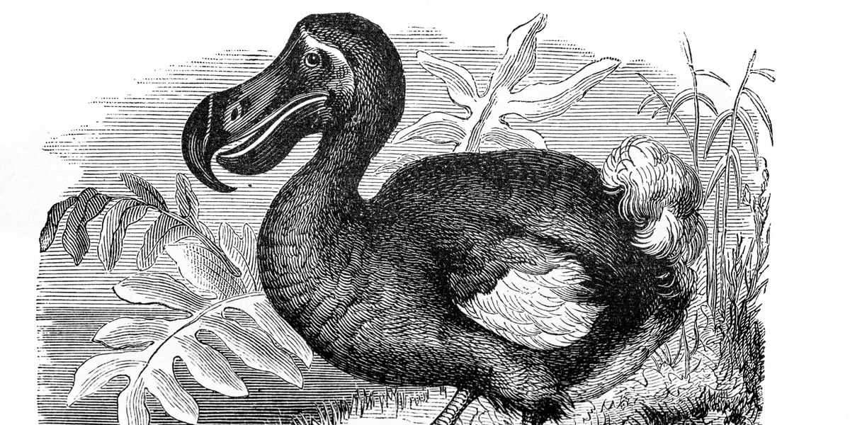 NextImg:Scientists edge closer to resurrecting extinct dodo bird - by using pigeon DNA