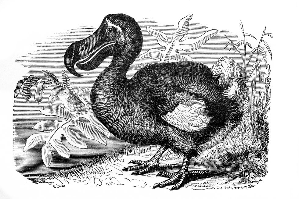 Dodo
