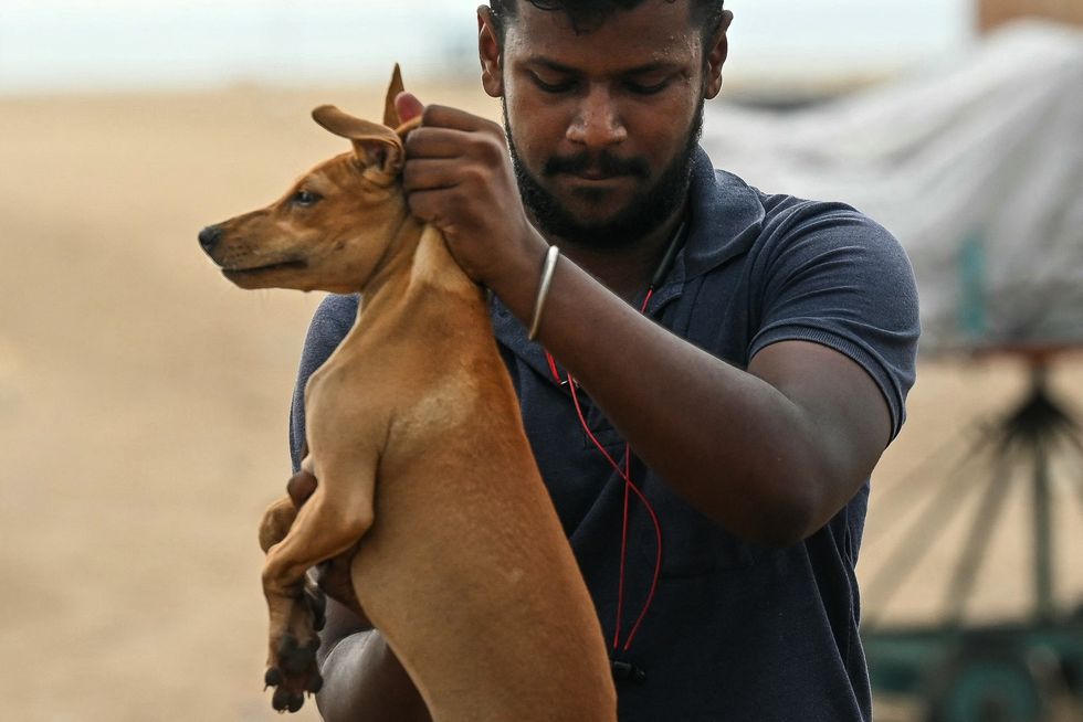Dog about to receive anti-rabies vaccine