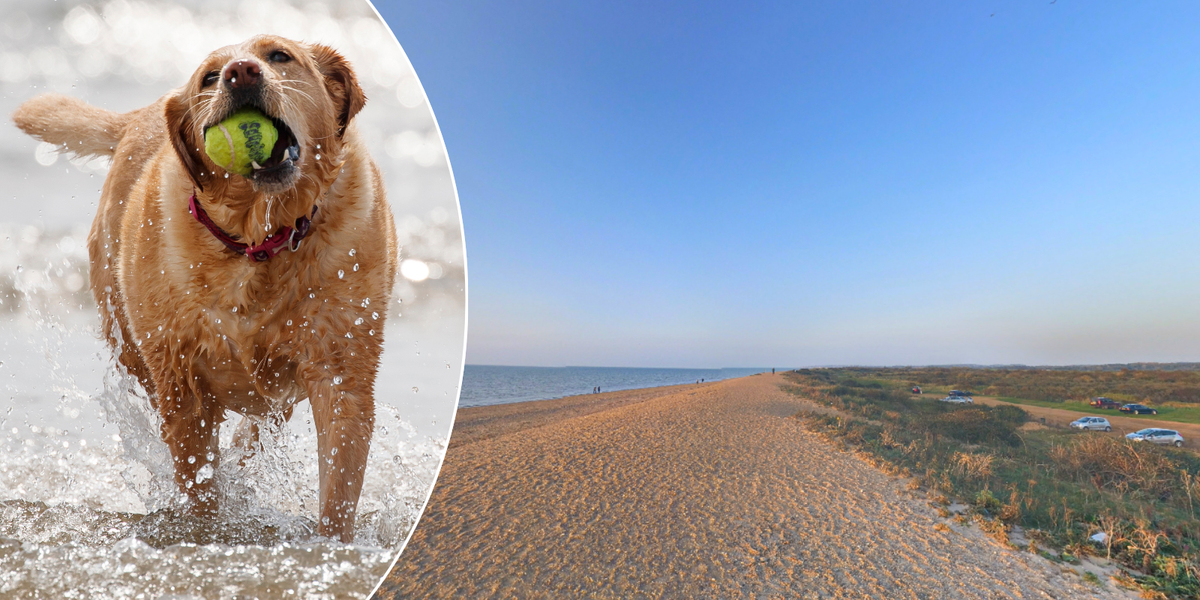 NextImg:Dogs could be banned from popular UK beaches by killjoy, eco-conscious local councillors