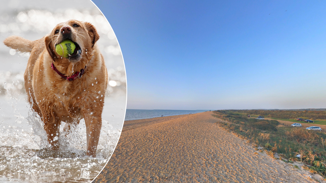 Dog at beach/beach at Hunstanton