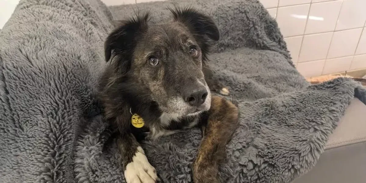 NextImg:Bonfire Night fireworks leave dogs 'trembling with fear' as vet reveals best way to calm your pet
