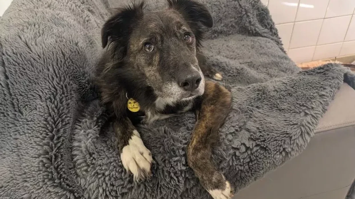 Dog at Dogs Trust Glasgow
