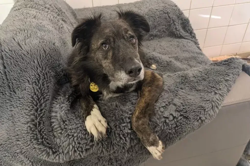 Dog at Dogs Trust Glasgow