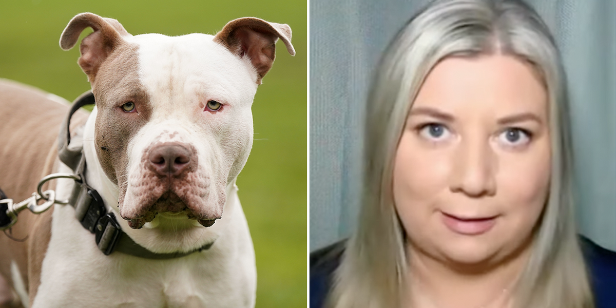NextImg:XL bully ban: Dog behaviour expert issues chilling warning as new rules come into force
