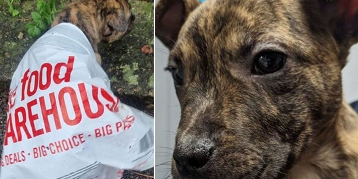 NextImg:Three-pawed puppy found abandoned in carrier bag on Christmas Eve