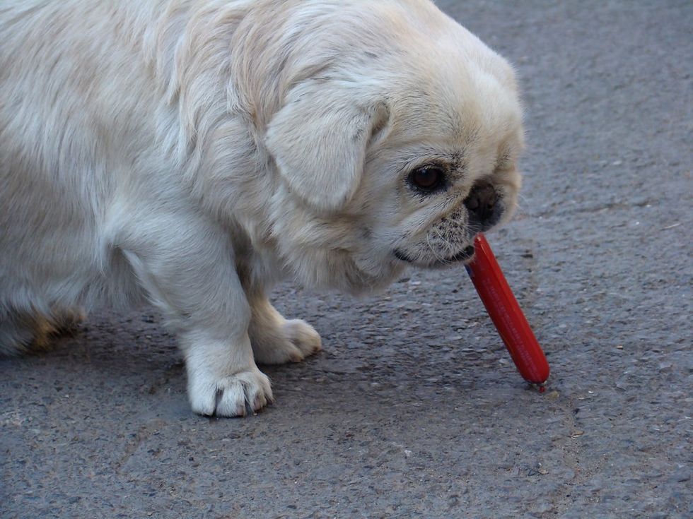 Dog eating a sausage