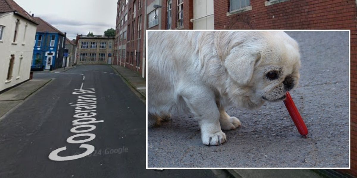 NextImg:Pet owners issued warning as dog dies after eating 'poisoned sausage'