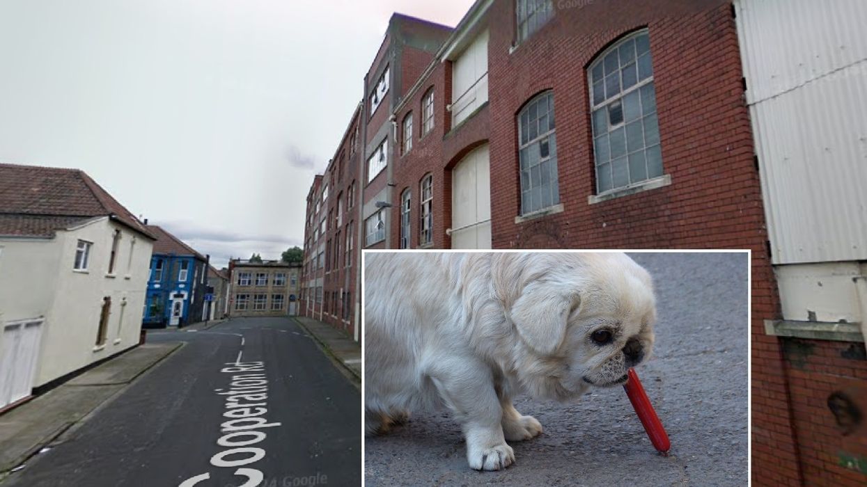 Dog eating sausage on street and Cooperation Road in Bristol