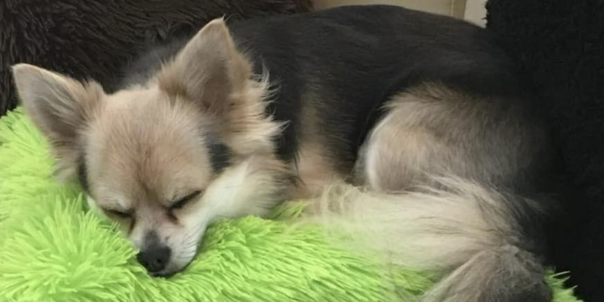 NextImg:Distraught owner appeals for help to locate beloved missing dog