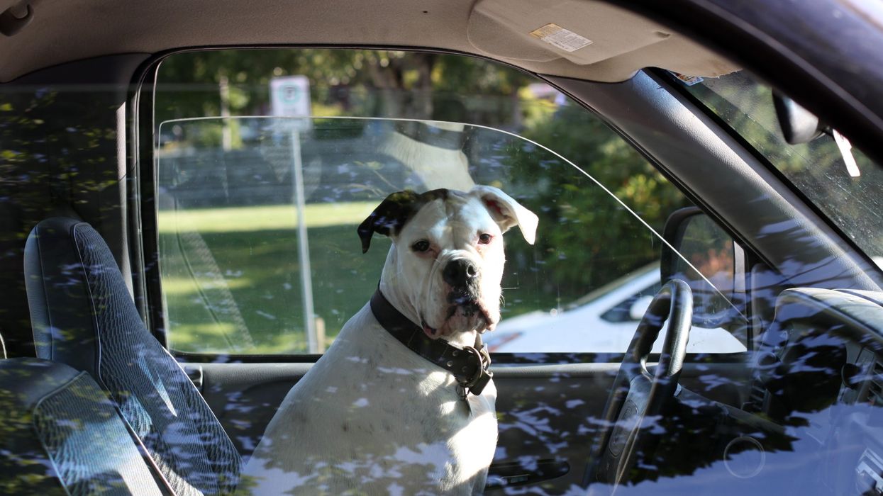 Dog in car