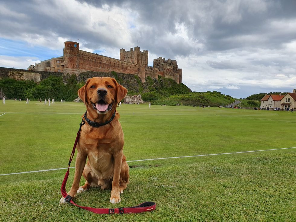 Dog in front of Bamburgh cricket pitch