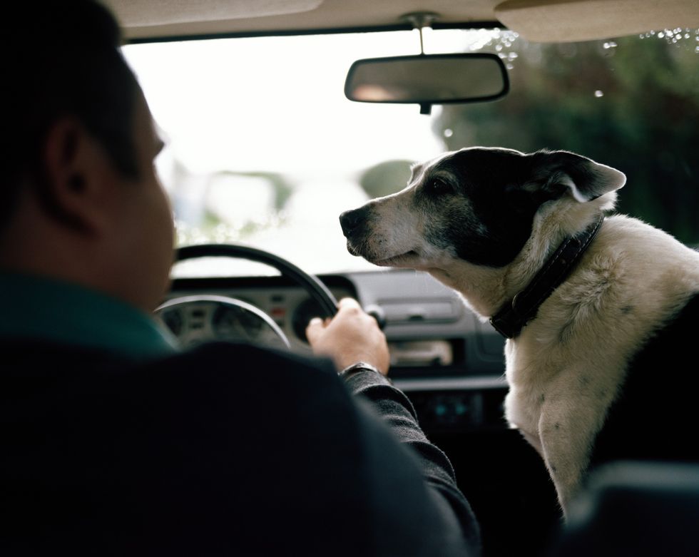 dog in front seat