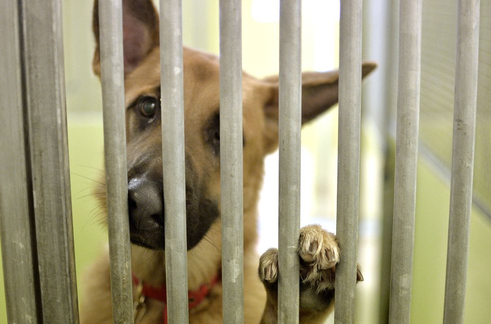 dog in kennel