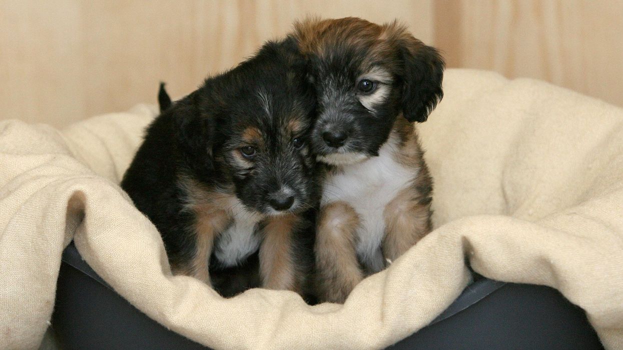 Dog in their bed