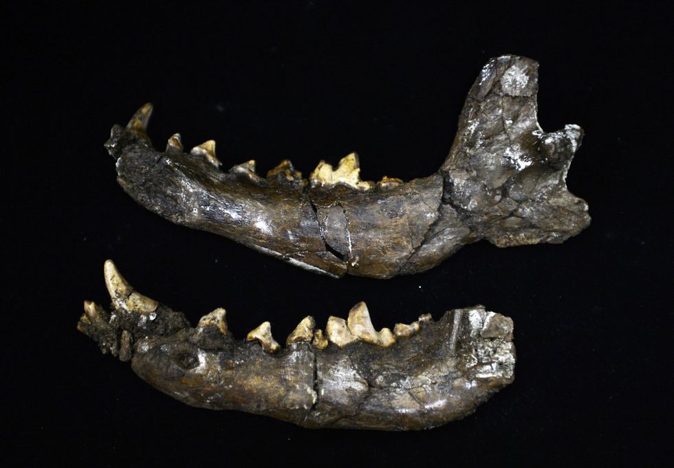 Dog jaw bones (stock)