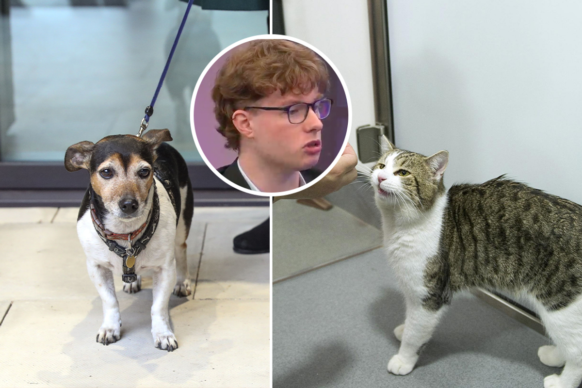 Dog (left), cat (right) and Nathan McGovern from Animal Rising (centre)