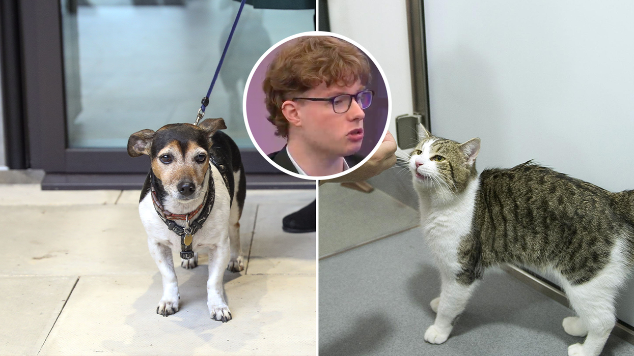 Dog (left), cat (right) and Nathan McGovern from Animal Rising (centre)