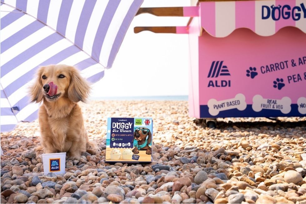 Dog on beach with Aldi dog ice cream
