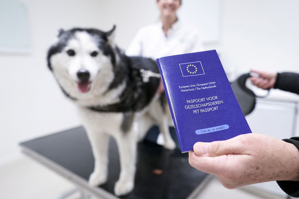 O cão recebe um passaporte europeu para animais de estimação