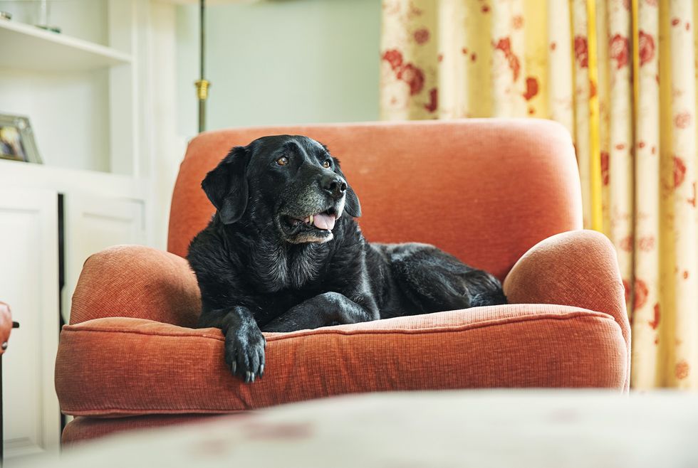Dog relaxing on chair at home