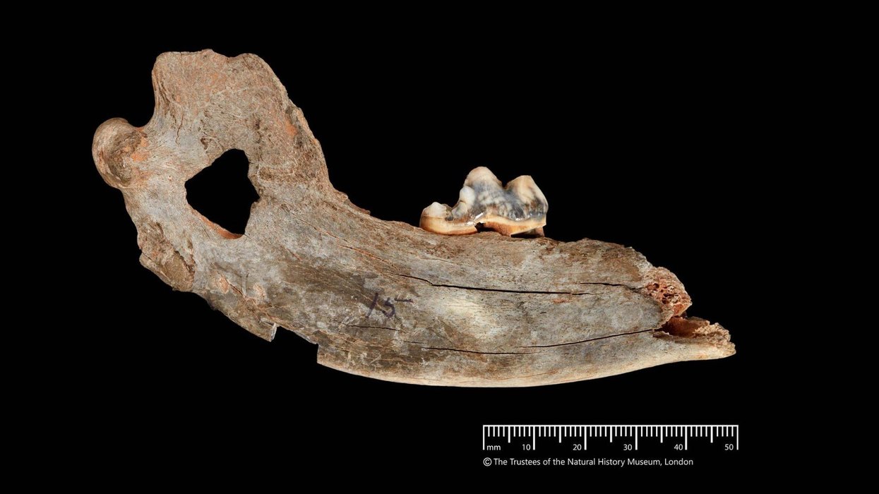 Dog's jawbone
