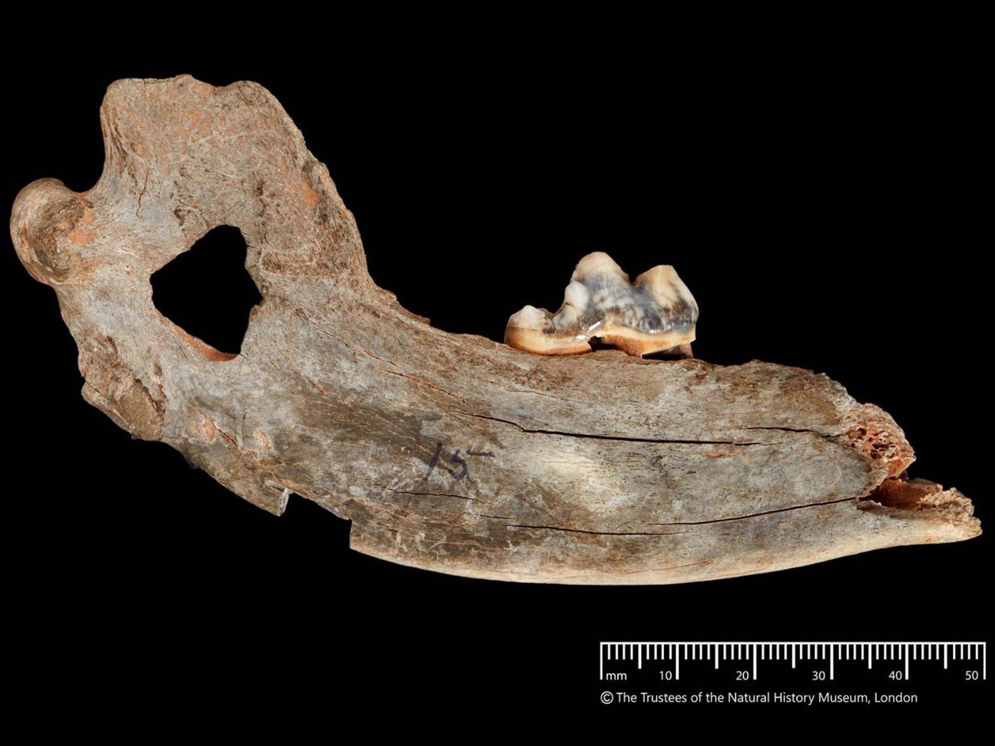 Dog's jawbone