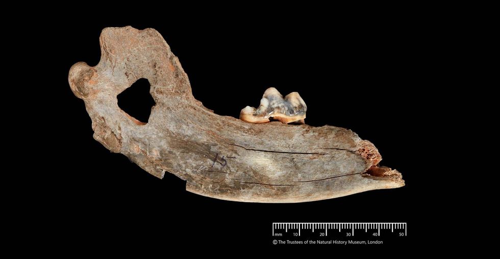 Dog's jawbone