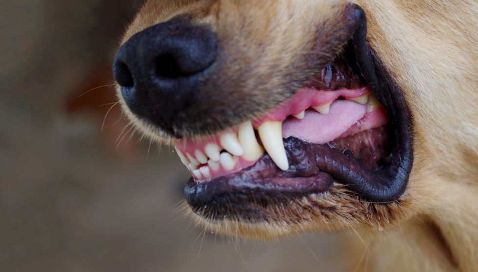 Dog teeth