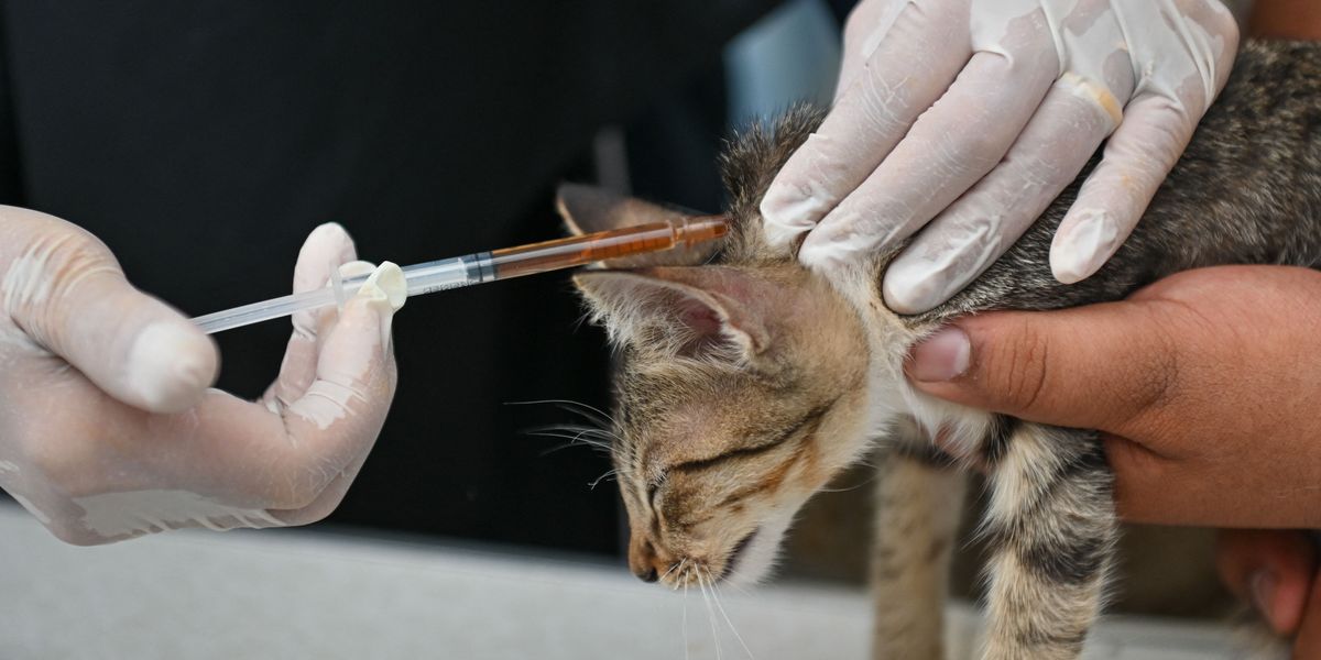 NextImg:Pet owners issued major warning as nationwide vaccine shortage hits Britain