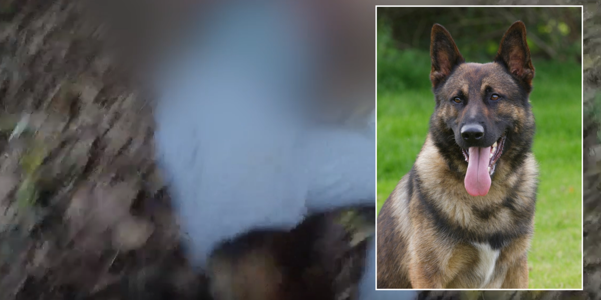 NextImg:Police dog 'arrests' high-risk domestic abuse suspect after 26-year-old 'escapes lawful custody'