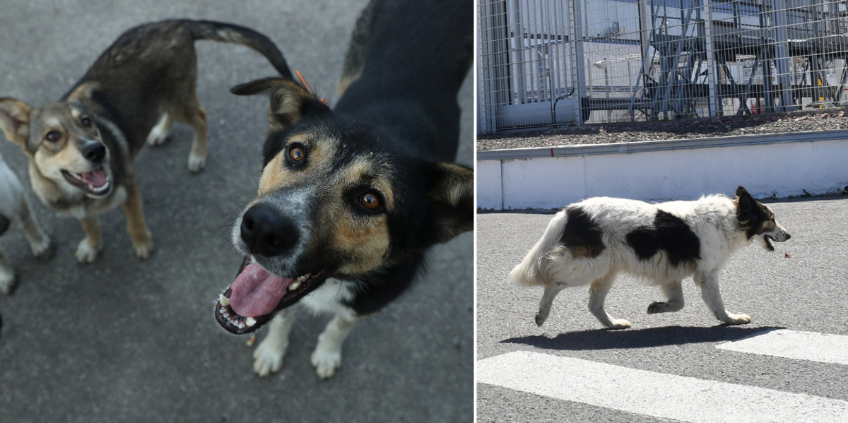 NextImg:Dogs living near Chernobyl are 'immune to radiation' and mutated to develop new 'superpower'