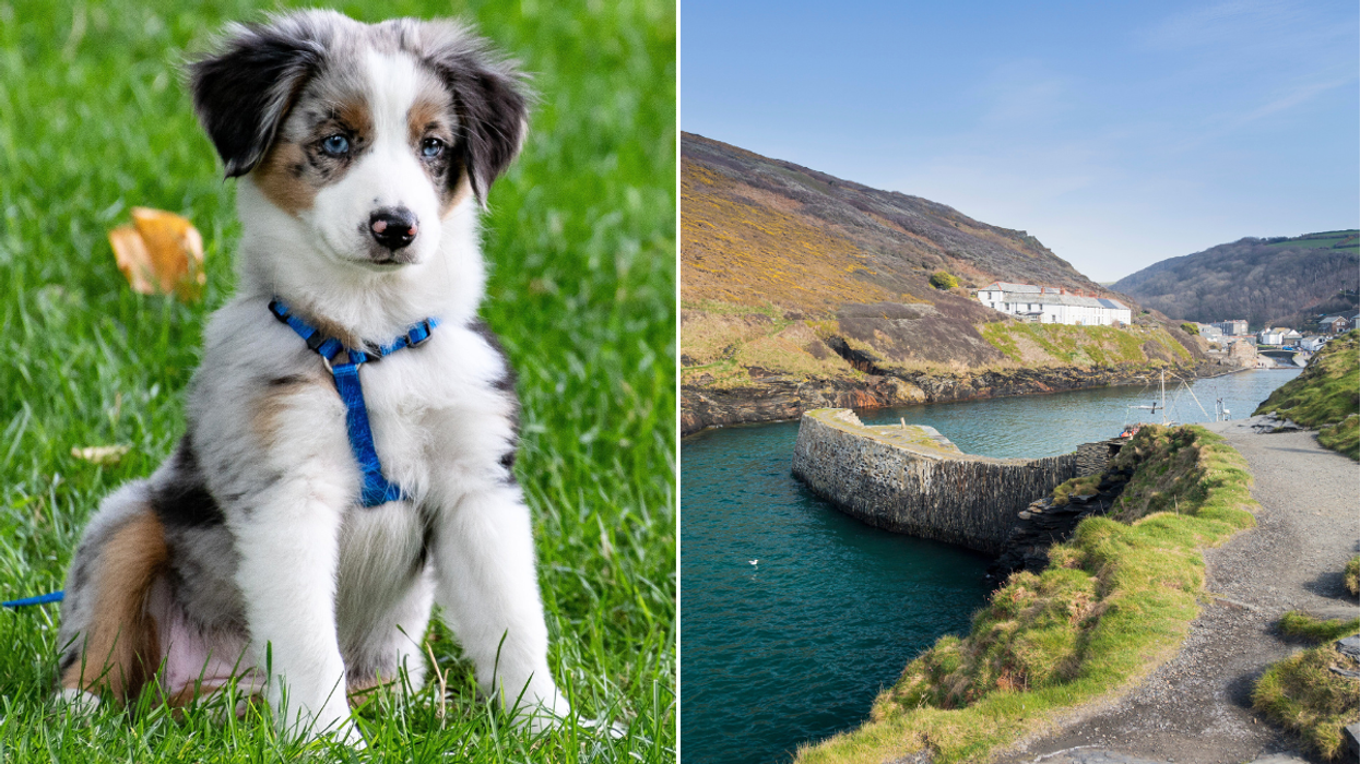 Dog walk UK Boscastle Harbour walk
