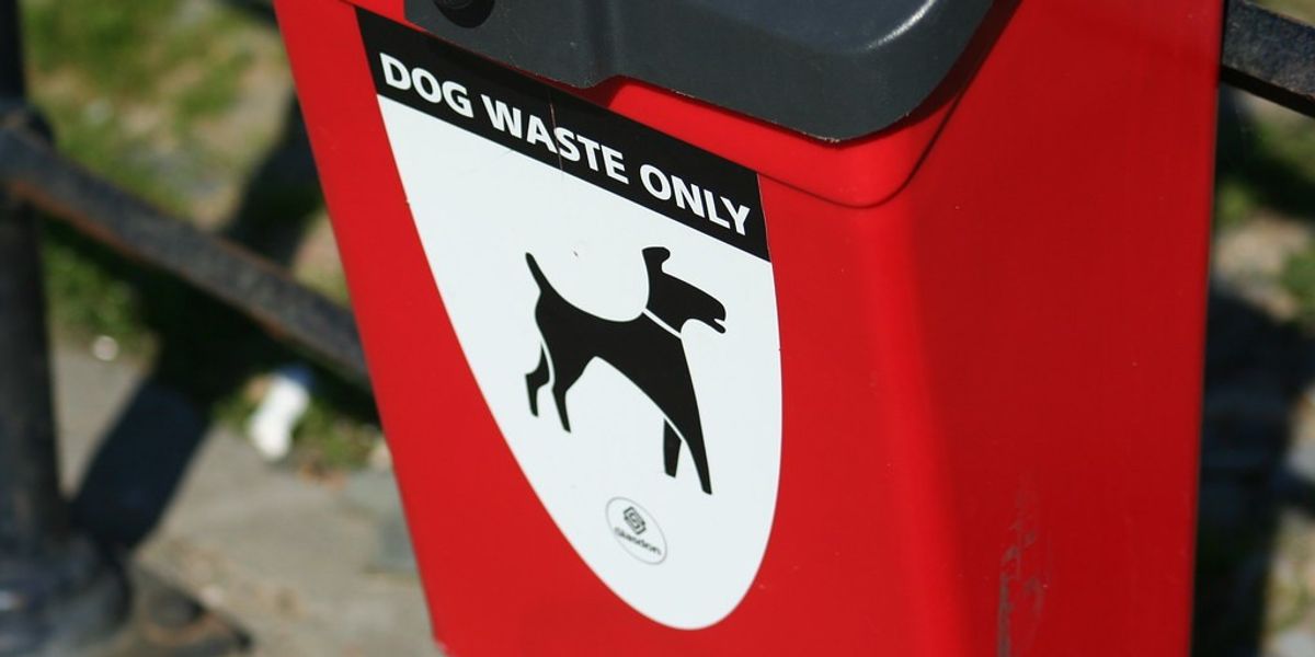 NextImg:Labour council issued just TWO fines for dog fouling despite receiving more than 700 reports