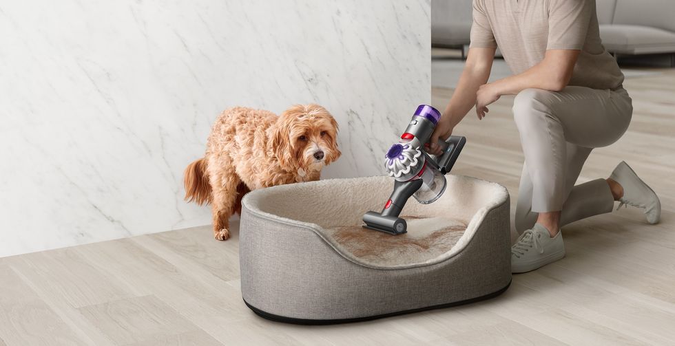 dog watches a person with the \u200bDyson Car + Boat  vacuum cleaning the inside of a dog bed