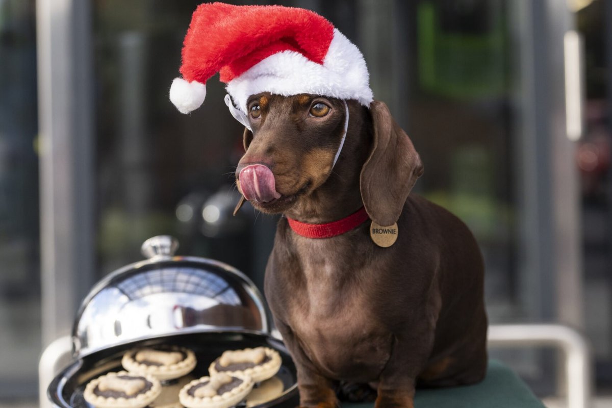 Dog wearing a Santa hat eating Dog Mince Pies