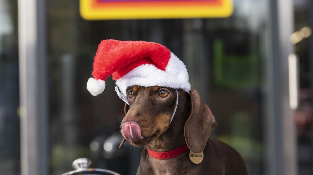 Dog wearing a Santa hat eating Dog Mince Pies