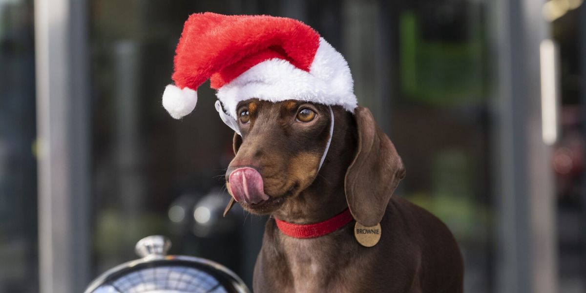 Aldi launches a brand-new £5 treat for pets this Christmas – but ‘once it’s gone, it’s gone’ Aldi launches a brand-new £5 treat for pets this Christmas – but ‘once it’s gone, it’s gone’