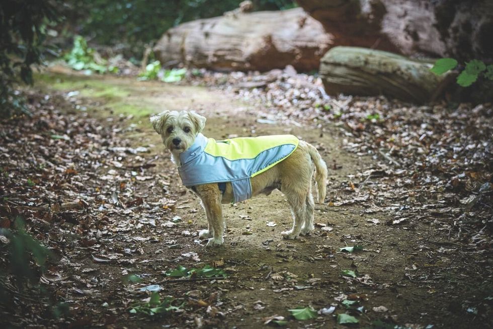Dog wearing Aldi's Neon Dog Coat