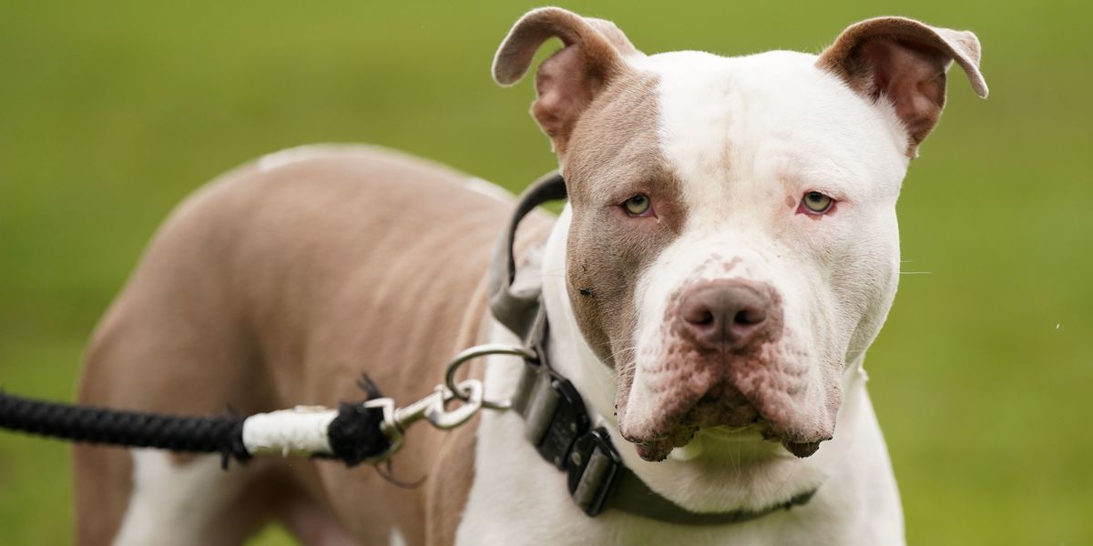NextImg:Mother evicted from home after refusing to give up her XL bully dogs