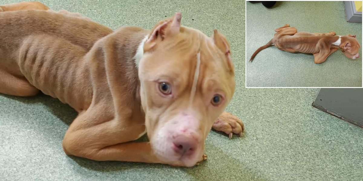 NextImg:Woman, 31, neglected XL Bully to the point vets couldn't tell what breed it was