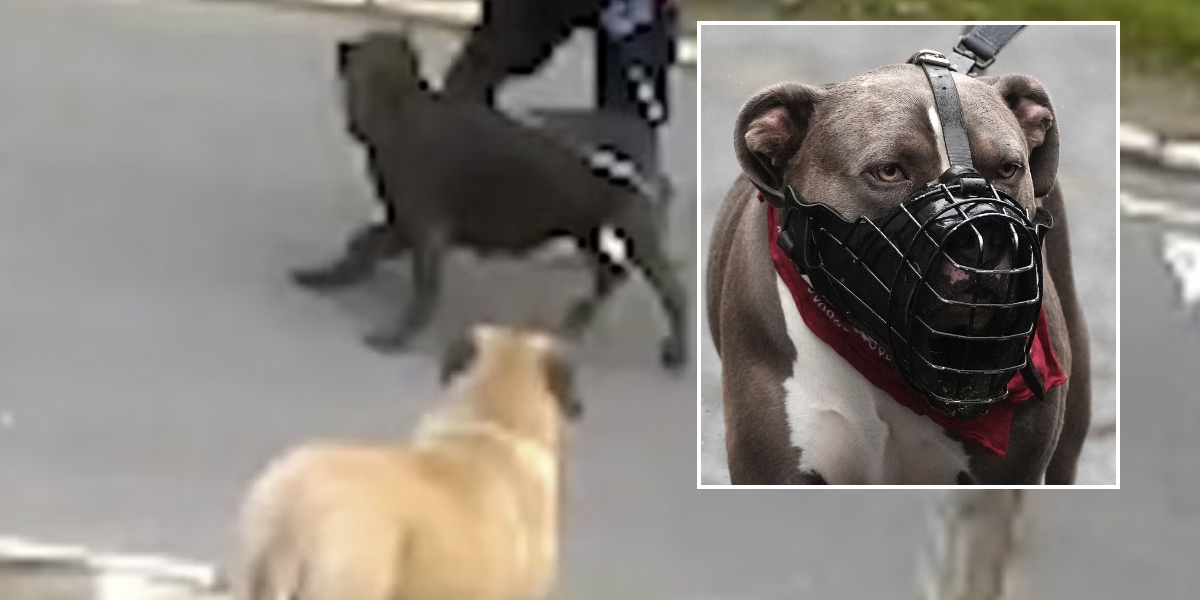 NextImg:XL Bully 'lunged for baby' strapped to mum amid spate of dangerous dog attacks