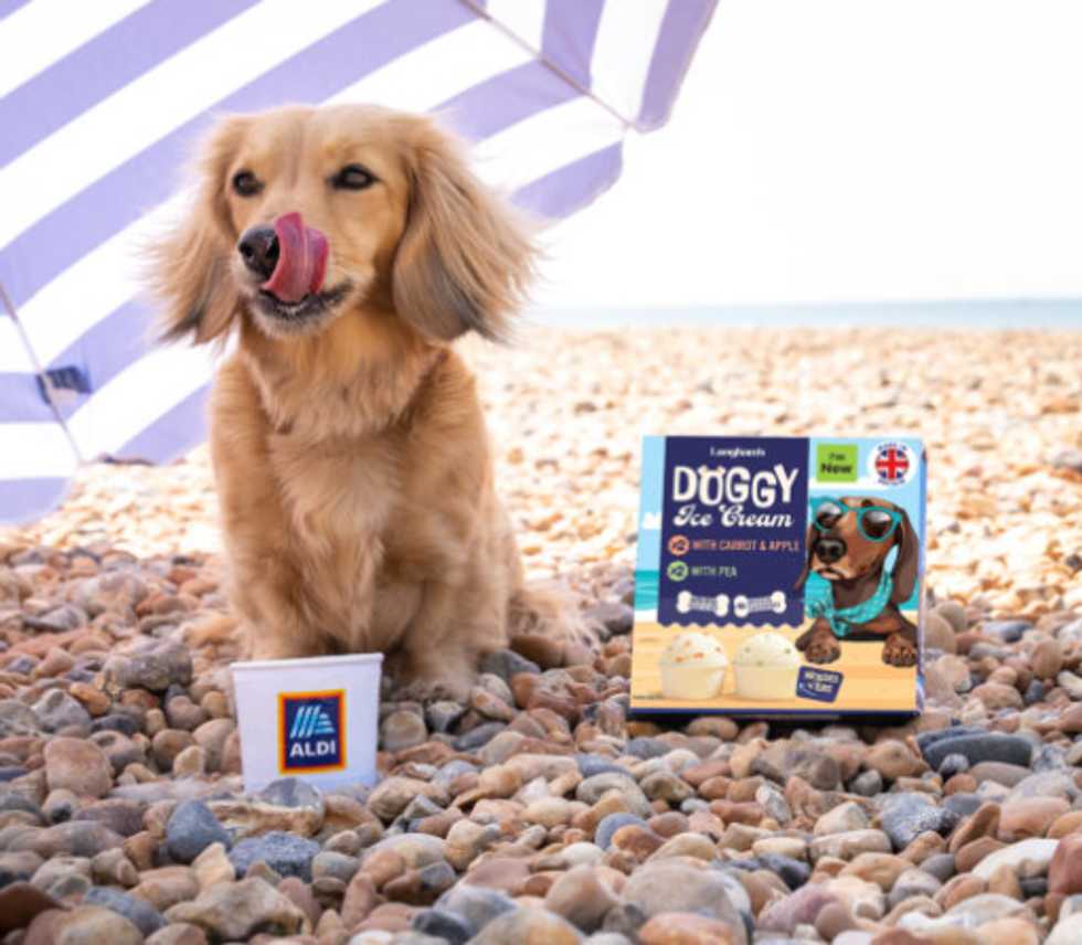 Dog with Aldi ice cream